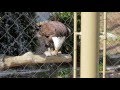 Eagle eating mouse at Buffalo Zoo (Warning bloody)
