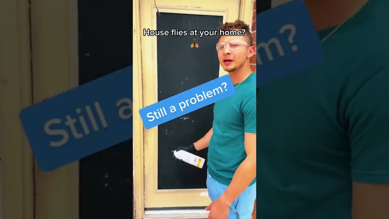 Get Rid Off House Flies In 12 Seconds Shorts