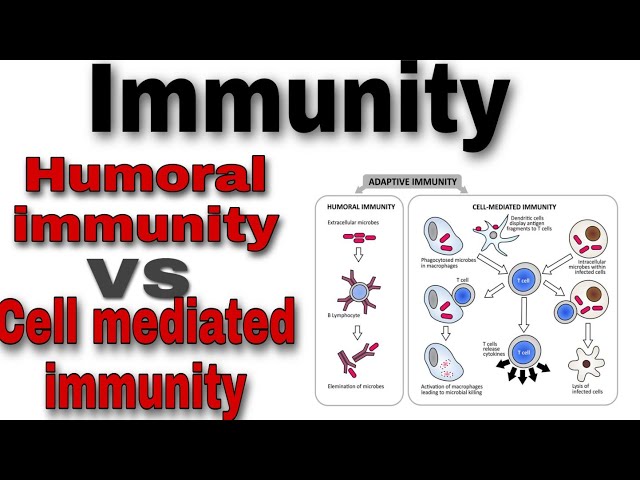 Humoral vs Cell-mediated Immunity