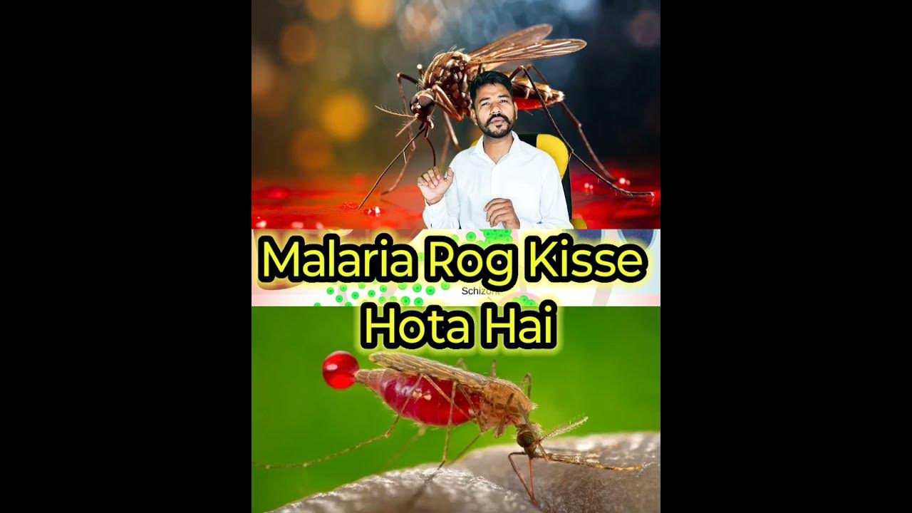 malaria-fever-symptoms-and-treatment-in-hindi-malaria-fever-symptoms