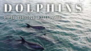 BEAUTIFUL DOLPHINS - EPIC DRONE FOOTAGE
