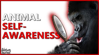 Self-Awareness In The Animal Kingdom (Fascinating)