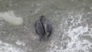 Grey seals mating