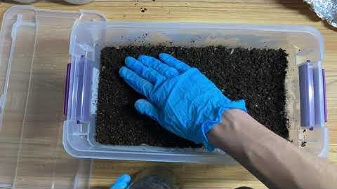 🍄What is a Casing Layer? Do You Need It? Mushroom Growing🍄