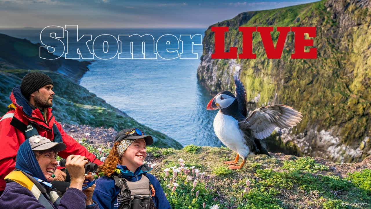 Skomer LIVE Series 3. Chapter 4: September delights