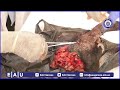 Ardayda Kulliyadda Xanaanada Xoolaha Ayaa Cashar Ku Qaatay Laabka Jaamacadda Maadadda Qalniinka Ardayda Kulliyadda Xanaanada Xoolaha Ayaa Cashar Ku Qaatay Laabka Jaamacadda Maadadda Qalniinka