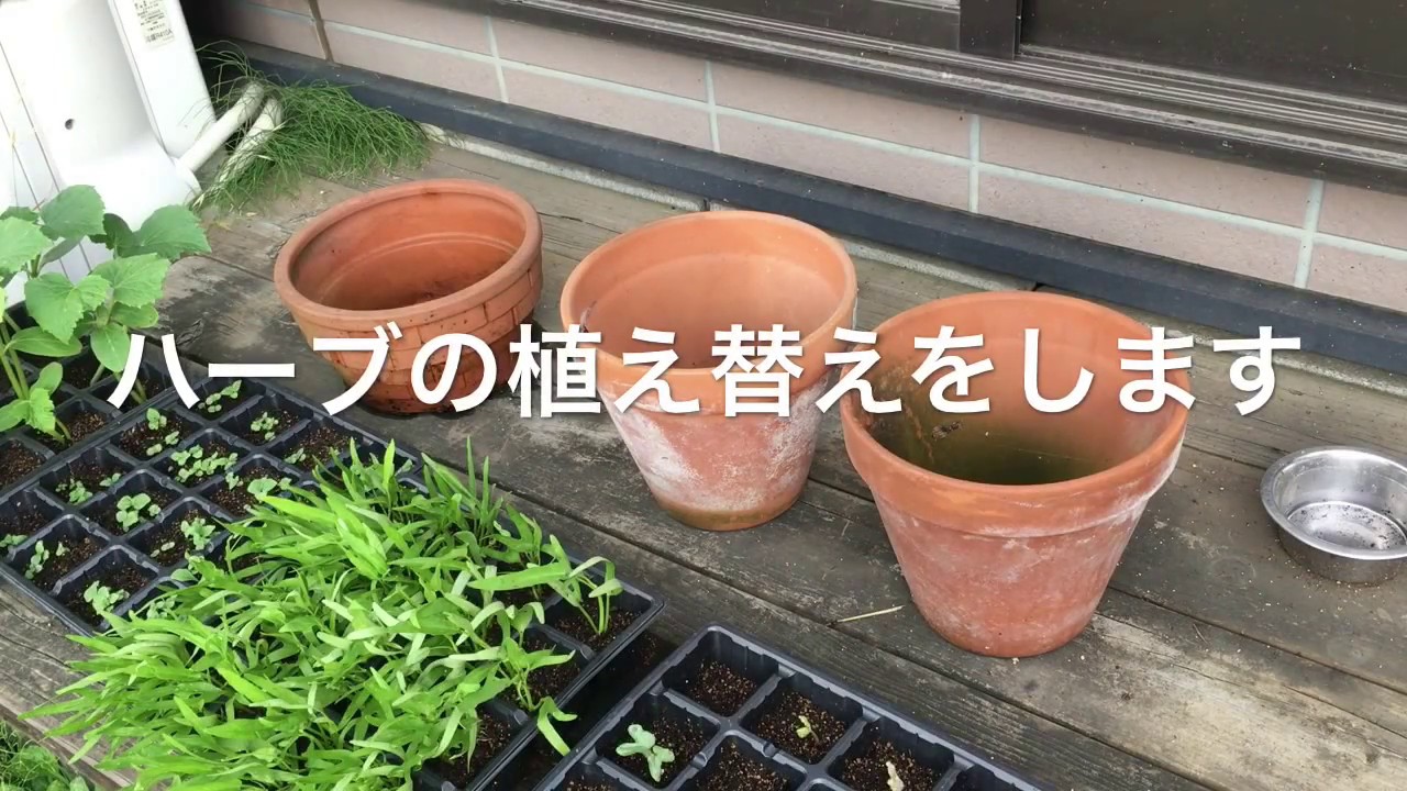 ハーブの植え替え Youtube