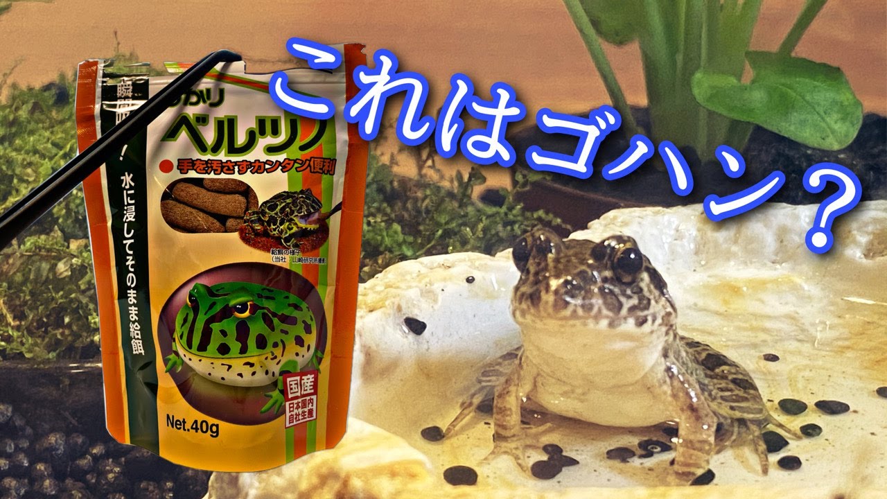 ヌマガエルにベルツノのエサを与えてみた Youtube ヌマガエルにベルツノのエサを与えてみた Youtube