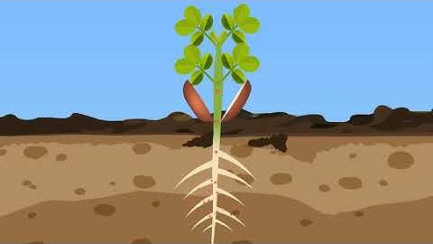 Peanut Seed Germination | Agricultural Animation | Plant Growth
