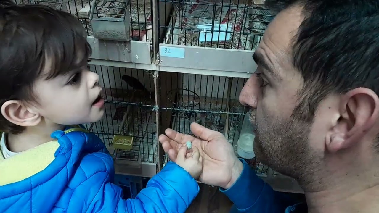 Kanaryalar Yumurtlamaya Başladı