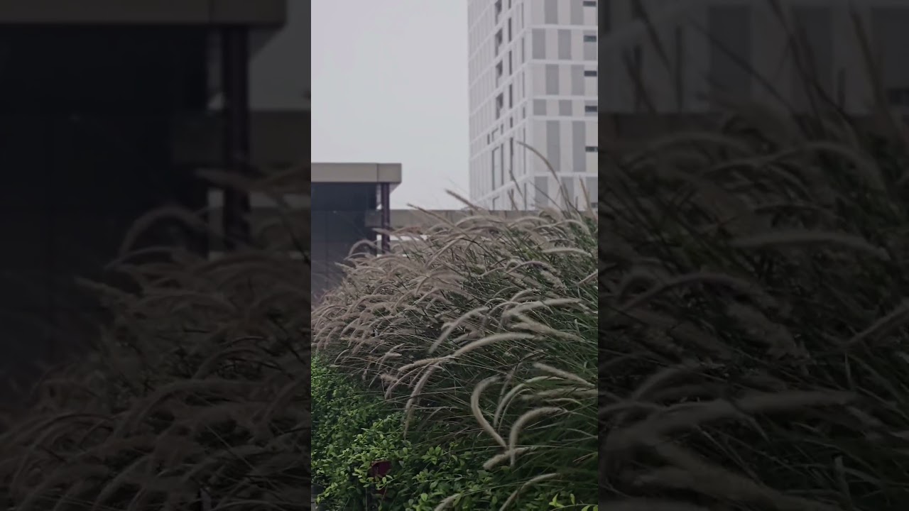 Grass flower slow motion video 