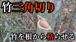 【竹三角切り】竹を根から枯らす方法