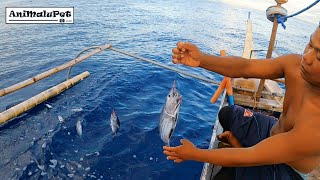 Surigao 'Kitang' and 'Undak' Fishing Catch many Tuna [Catch & Cook] Tuna Sardines Recipe