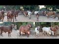 History of mangleshwer gir gau shala khadiya || best gir cow Gujarat