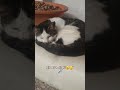 Bir kedinin uykuya dalışını izlemek🥱😴💤