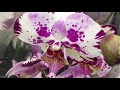 Ночной обзор орхидей в Леруа Мерлен 16 марта 2020 г. Пират Пикоти, Мэйджик Арт и др по 426 руб...