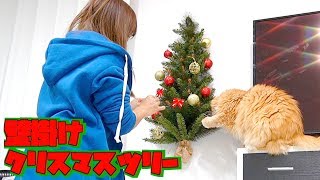 ペットのいるお家にオススメ♡壁掛けクリスマスツリーを飾りました！！- Decorated wall-mounted Christmas tree
