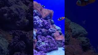 Finding Nemo in his Anemone #findingnemo #shorts #youtubeshorts