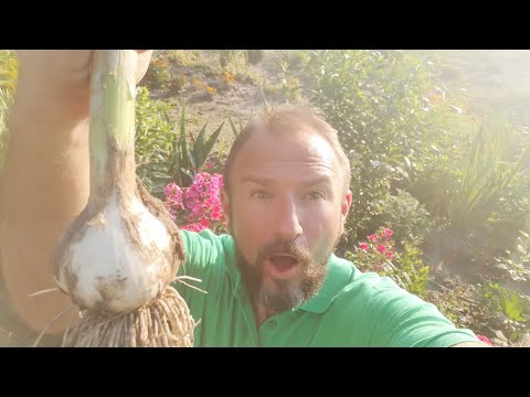 УНИКАЛЬНАЯ финальная подкормка чеснока для больших и крупных головок!
