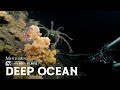Atlantic Secrets Inside The Ocean S Hidden Depths Lost Worlds And Living Forces