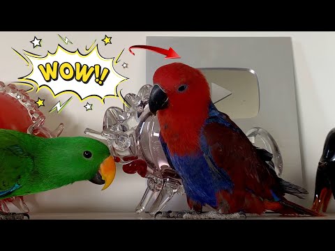 Parrots Medchen and Greta admiring the glass sculpture.