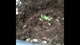 SG #36 Mr. Paka420 Watermelon TIme Featuring E.B.Stone Starter Fertilizer