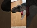 T. rex Vs Giga