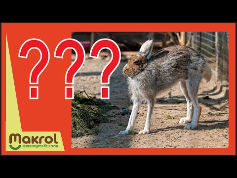 😜Почему худеют кролики. #СоветДняОтМакляка #Макляк #Макрол