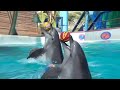 Sea animals play with balls and hoops 3D VR 180 4K