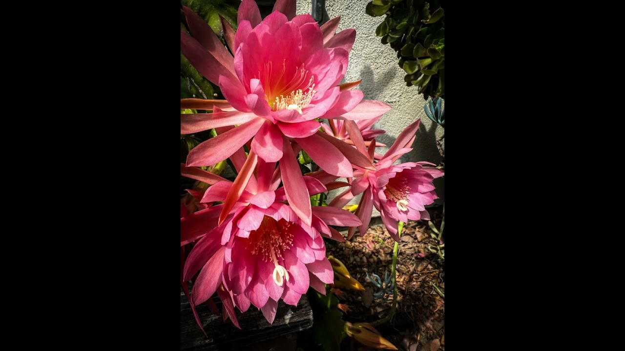 Flowering Now: Epiphyllum 2