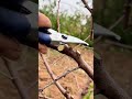 How to prune peach trees in fall | Cómo podar duraznos en otoño | 秋に桃の木を剪定する方法 | 가을에 복숭아나무 가지치기 하는 법