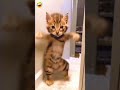 Funny comedy cat memes funnycats abcvlogs ajaypoper realfools shortcomedy.