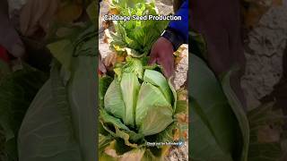 Cabbage Seed Production!  #cabbageseedsproduction #agriculturelife#horticulture #informative#marpha