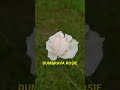 #Primăvară #Sectorul2 #Bujorului #Distracție #Comunitate
