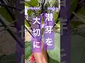 【茄子の仕立て方（収穫の方法と潜芽について）】