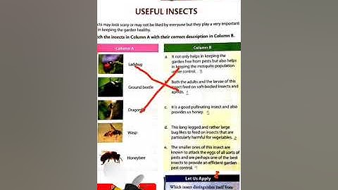 MLZS JHANSI CLASS 3 General Knowledge Unit 4 Useful Insects