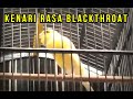 Suara Masteran Kenari Full Isian Blackthroat Heru Surobontoed Jogja Mp3 - Mp4 Download