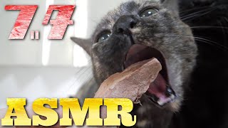 【ASMR】豚肉のフリーズドライを唸りながら食べる猫たちの咀嚼音