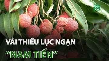 Vải thiều Lục Ngạn “nam tiến” | VTC14