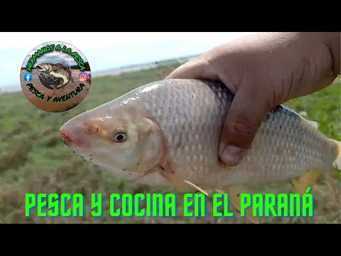 COCINA CAMPING – Santana Carp