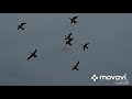 Охота на утку. Только нарезка выстрелов!!! ShotKam!!! Benelli Raffaello 2013