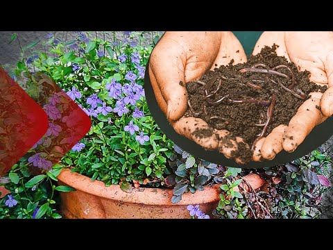 Vídeo: Minhocas em recipientes: usando vermes fundidos para vasos de plantas