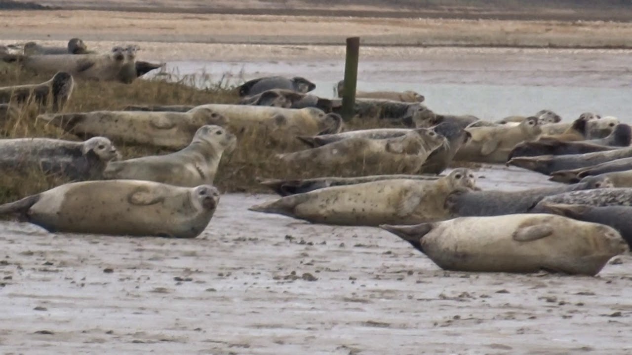 seal trip from sandwich