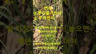 달래먹고 맵맵