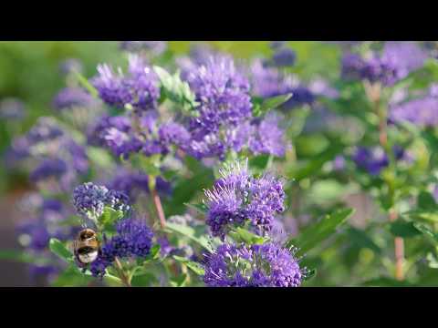 Die Bartblume. Blauer Herbstblüher für Bienen & Co.