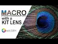 Macro Photography on Budget with a Kit Lens | Extension Tubes for Macro