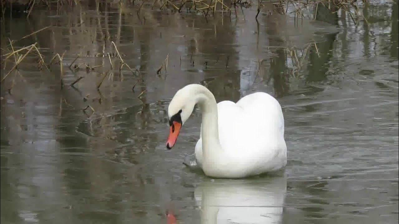 Видео песни лебеди. Белый лебедь Белореченск. Белый лебедь Соликамск. Лебедь белый ю.