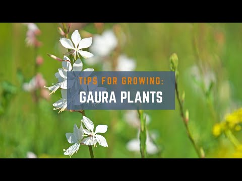 Video: Gaura Perennial Care: Wachstumsbedürfnisse der Gaura-Pflanze