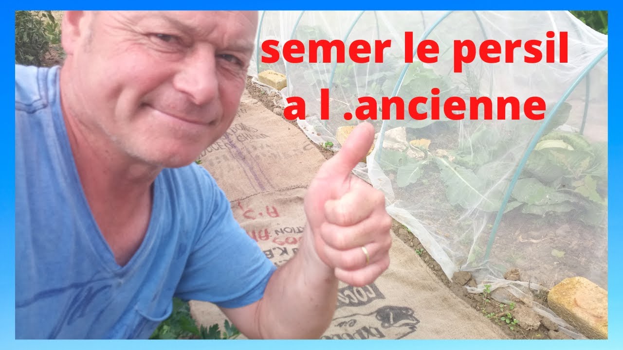 semer votre persil a l ancienne. !!!