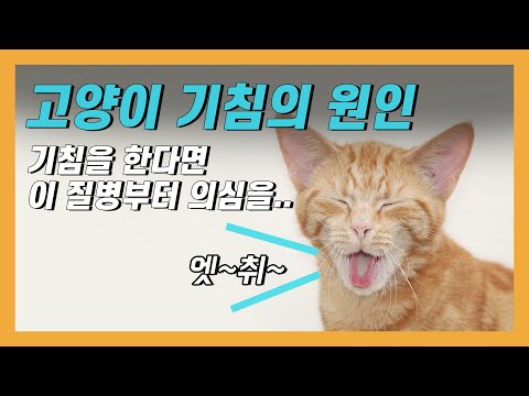 고양이 기침의 원인과 의심질병은?